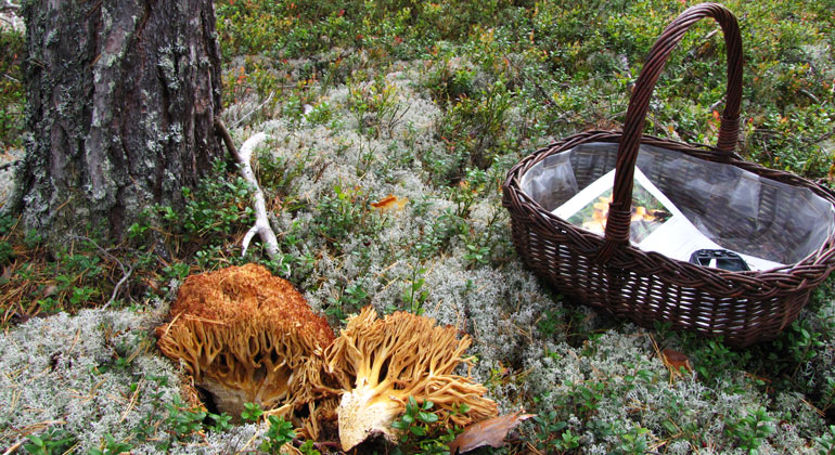 Närbild på svamp och svampkorg i lavrik tallskog