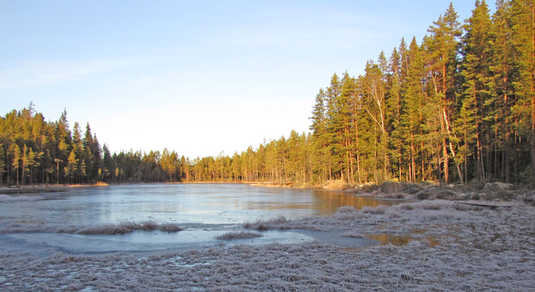 En liten sjö i skogen på vintern