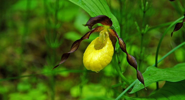 Närbild på den gul-lila orkidéen guckusko