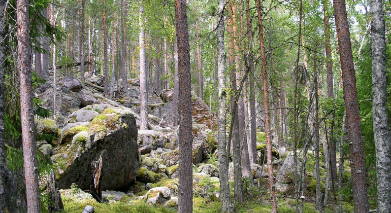 En gles tallskog som växer i en brant där stora och många stenar finns.