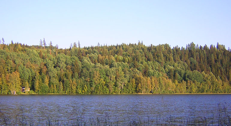 På andra sidan sjön syns en tät skog bestående av mest lövträd.