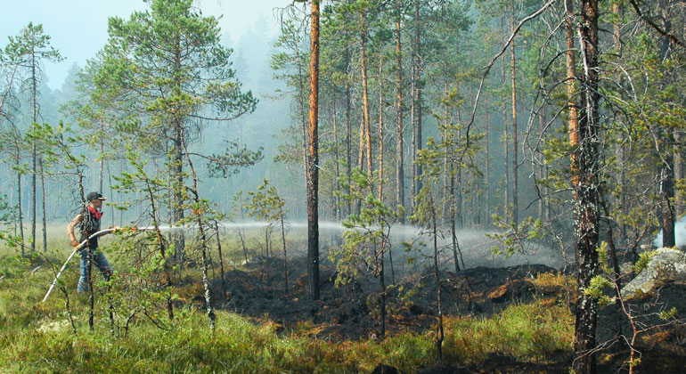 En kvinna går med en stor brandslang och släcker en brand i skogen.