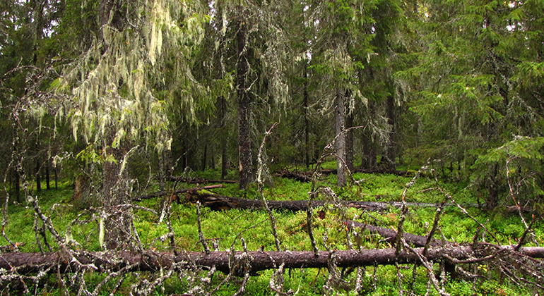 Gammelskog med hänglavar och död ved