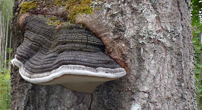 Stor grå svamp med vid nederkant växer ut från en trädstam