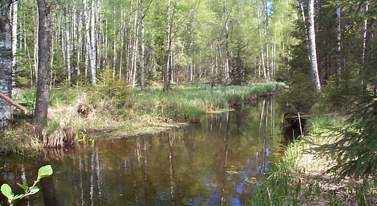 Ett stilla flytande vattendrag i en skog med mycket lövträd.