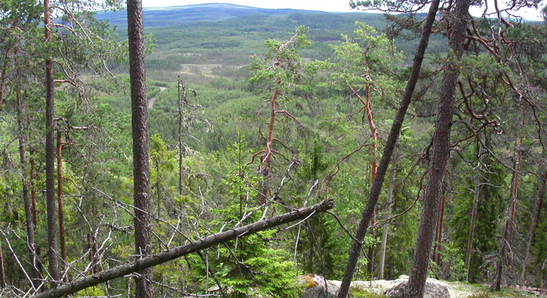 Utsikt från ett berg över ett skogslandskap