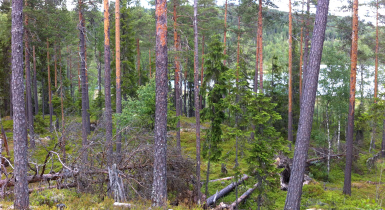 En gles tallskog med några små granar. I bakgrunden syns en sjö mellan trädstammarna.