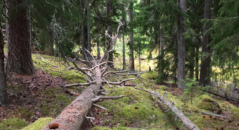 En gammal granskog med ett stort dött liggande träd utan bark på marken.