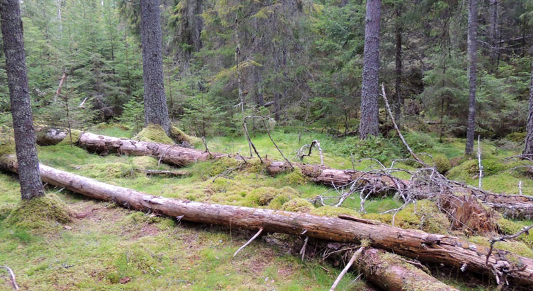 En barrskog med flera döda liggande träd på marken