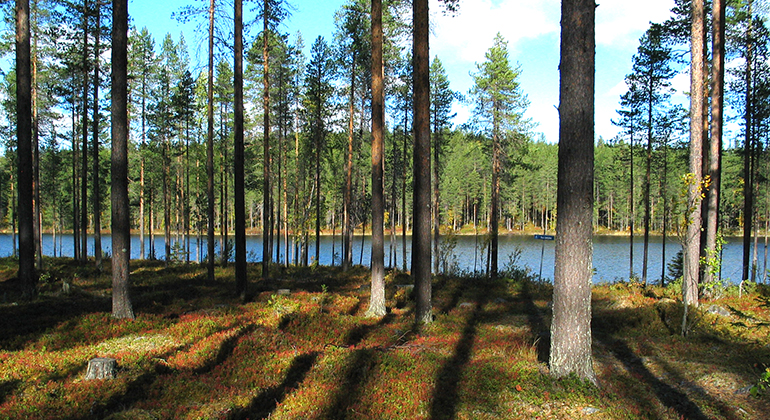 Skog vid sjö