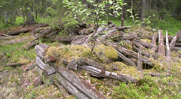 Rester av en gammal ihopfallen lada i skogen.