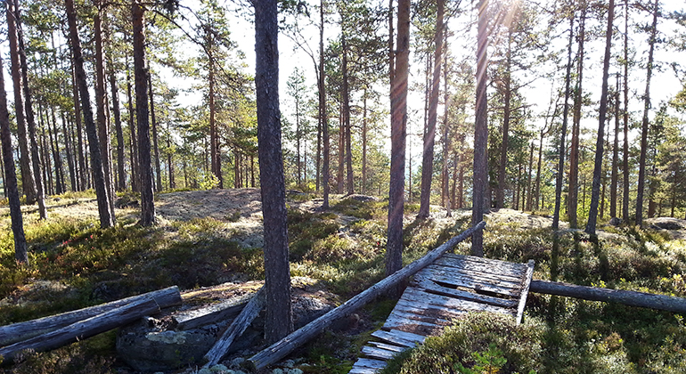 Gammal brygga/bro som ligger i skogen.