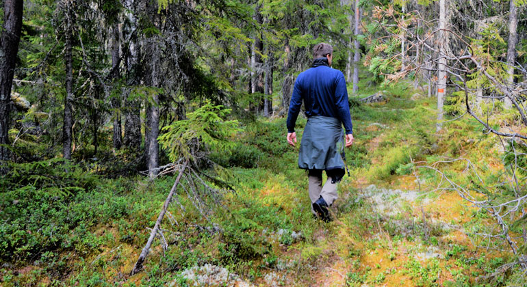 En man går genom en barrskog på en vandringsled