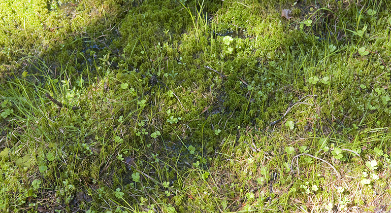 Gröna små växter som växer på marken.