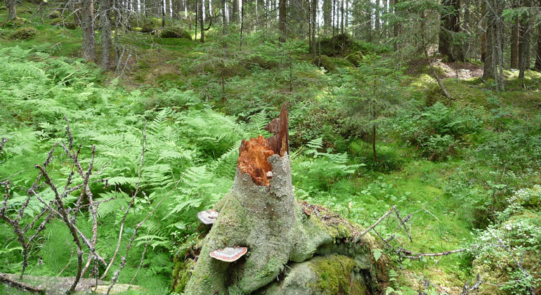 Stubbe med svampar på i en skog