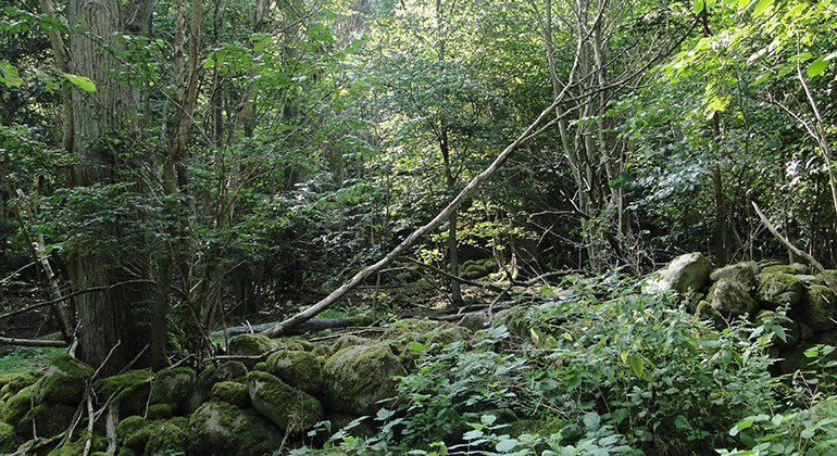Överväxt stenmur i skogen. Foto: Christer Persson