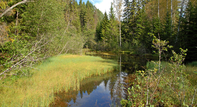 Vattendrag mellan hög växtlighet på kanterna och skog runtomkring