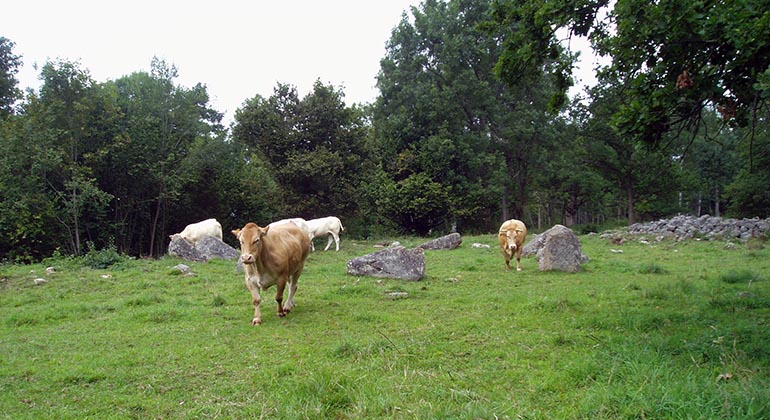 Betesmark med stenar och röse samt kor