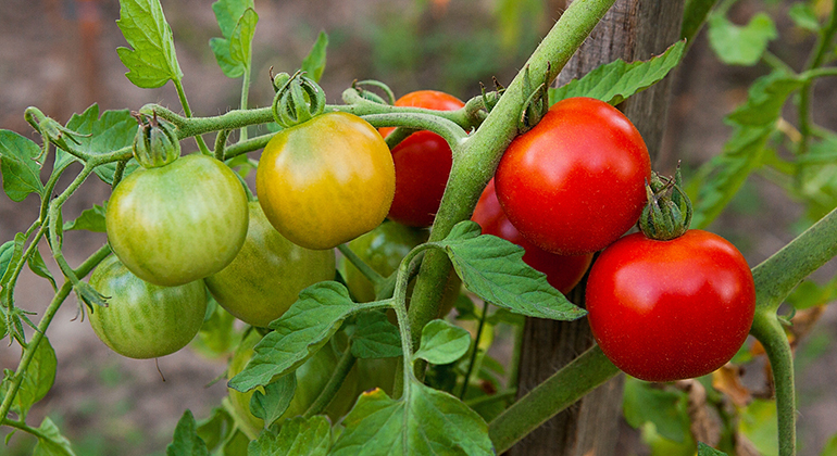 gröna och röda tomater på en kvist
