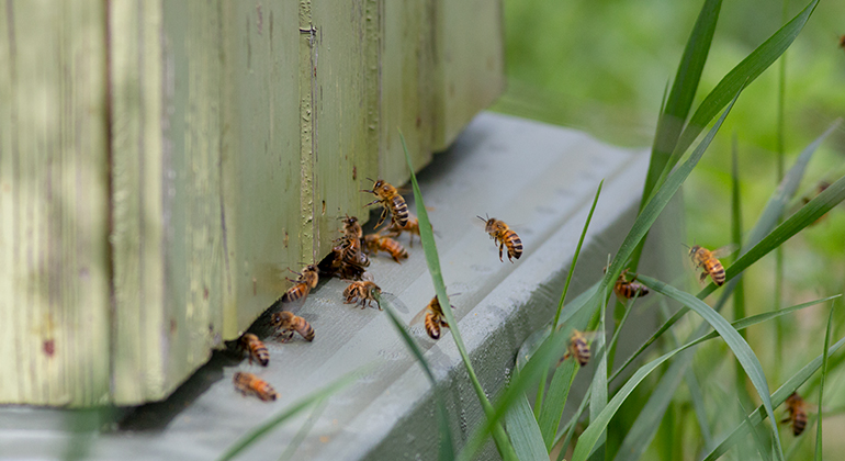 Bin som flyger och kryper in och ut från en bikupa