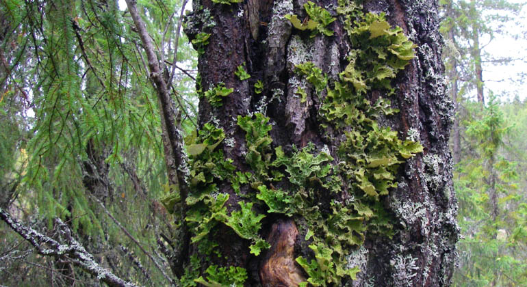 Den gröna lunglaven växer på gamla lövträd.
