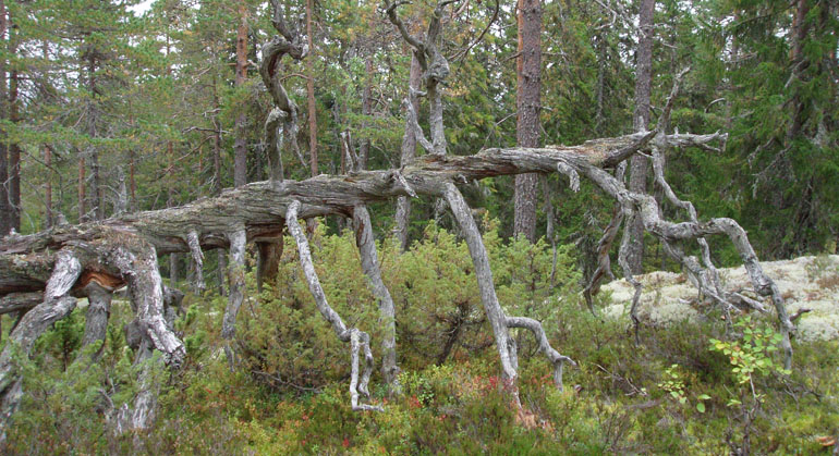 Gammal vriden låga av tall i Björnåsens naturreservat. Foto: Länsstyrelsen Gävleborg