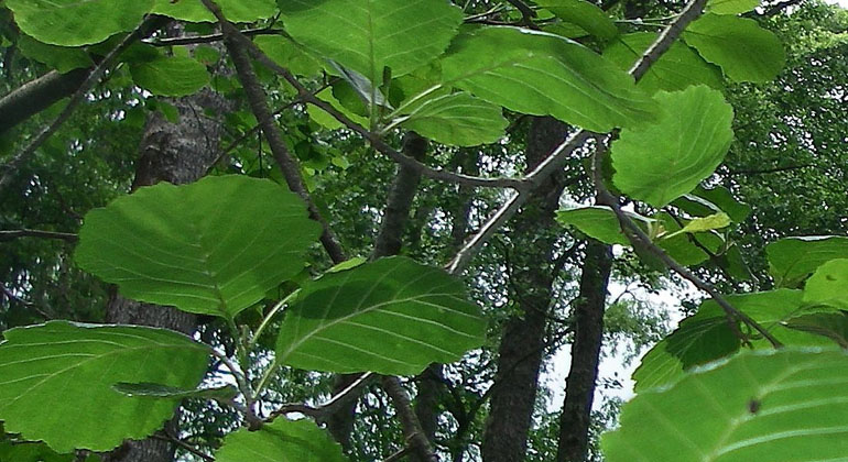 Klibbalen i närbild med sina urnupna bladspetsar. Foto: Länsstyrelsen Gävleborg