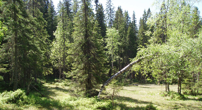 Skog i Oppsjöskogens naturreservat. Foto: Länsstyrelsen Gävleborg