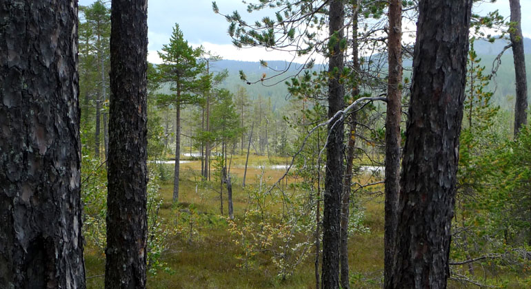 I Rovennoppi kan du besöka gammal tallskog, myrmarker, rasbranter och flarkkärr. Foto: Länsstyrelsen Gävleborg