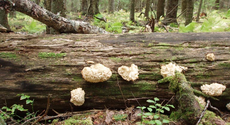 Grupp av vedsvampar på grov låga. Foto: Länsstyrelsen Gävleborg
