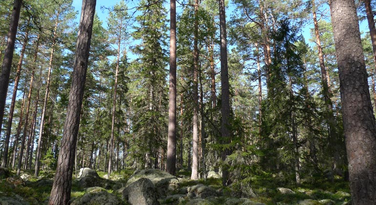 I naturreservatet Rosslavallen växer 300 år gamla tallar. Foto: Länsstyrelsen Gävleborg