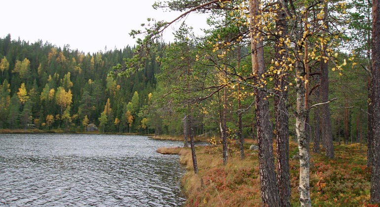 Risnostjärnen i Risnosens naturreservat. Foto: Länsstyrelsen Gävleborg