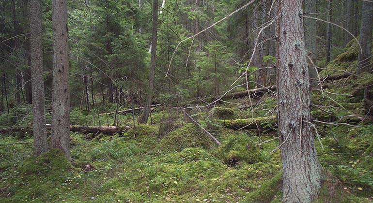 Skog med granstammar och små granar på moss- och risklädd mark