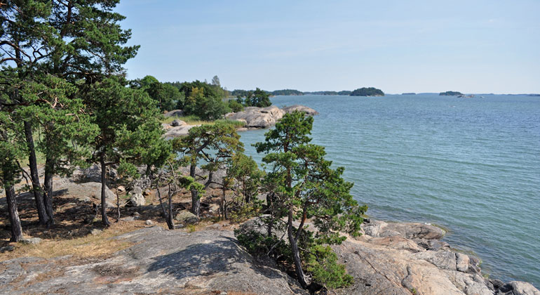Små tallar växer på klipphällar med utsikt över havet. Eriksö naturreservat. Foto: Länsstyrelsen