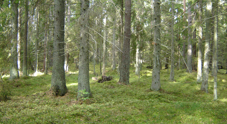 Granskog och bärris i Gullunge naturreservat. Foto: Länsstyrelsen