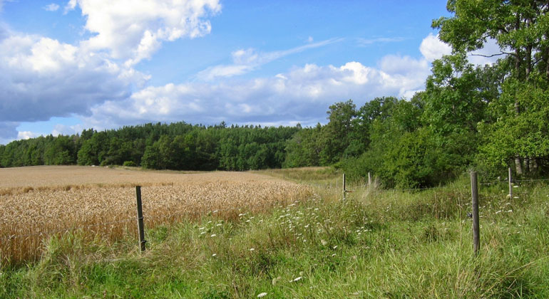 Blå himmel över en gräsklädd bruksväg som går längs med kanten av ett gult sädesfält. Längs sidan och i fonden lövskog. Naturreservatet Eldgarnsö. Foto: Länsstyrelsen