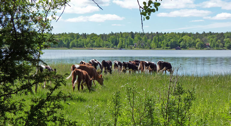 Betande kor i naturreservatet Häverö prästäng.
