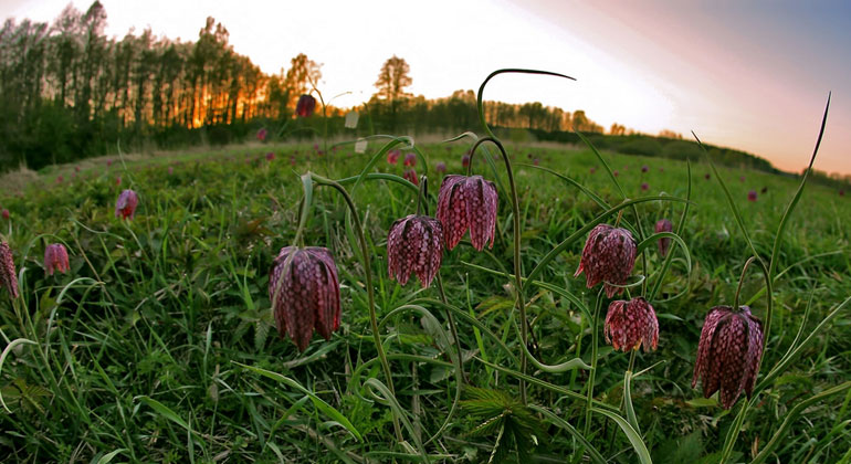 Närbild på purpurfärgad kungsängslilja i marknivå. Sandemars naturreservat. Foto: Länsstyrelsen