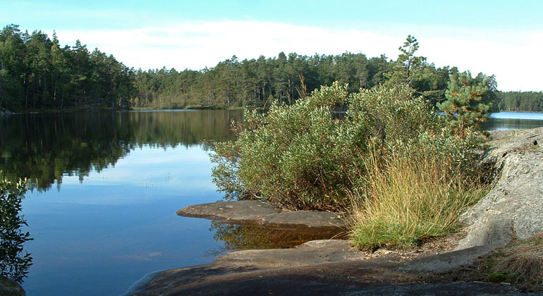 Sjön ligger blank med speglingar av skogen på motsatta stranden. I förgrunden en klippa med videbuske och en grästuva. Stora Envätterns naturreservat. Foto: Länsstyrelsen
