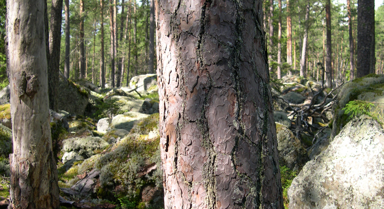 Gammal grov tall med så kallad pansarbark i Skjortnäs östra naturreservat. Foto: Länsstyrelsen Gävleborg
