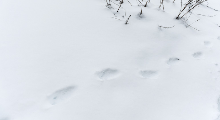 Djurspår i snö