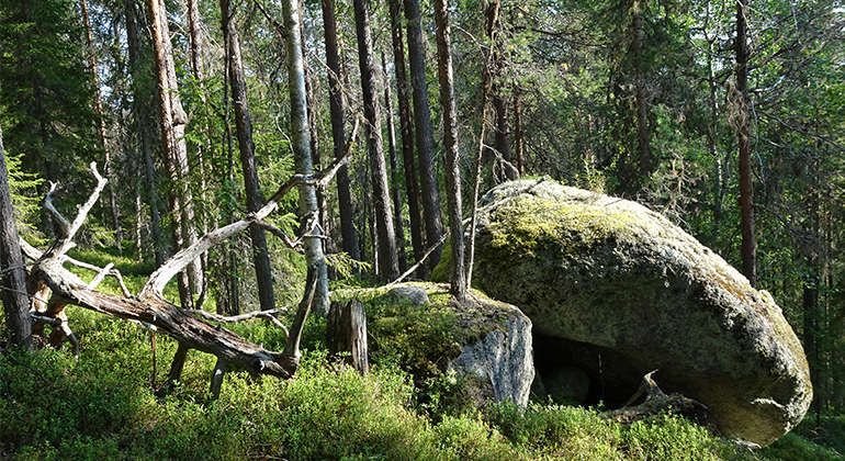 Stor sten i skogssluttning.