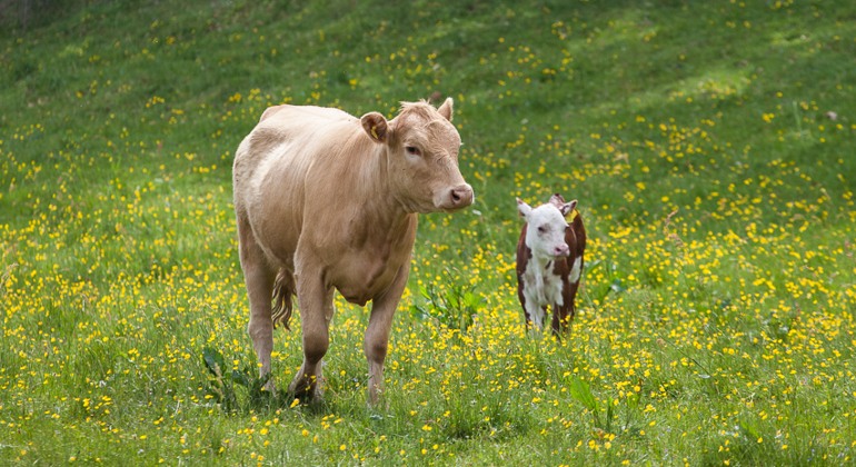 Ko med kalv på en grön äng med smörblommor. 