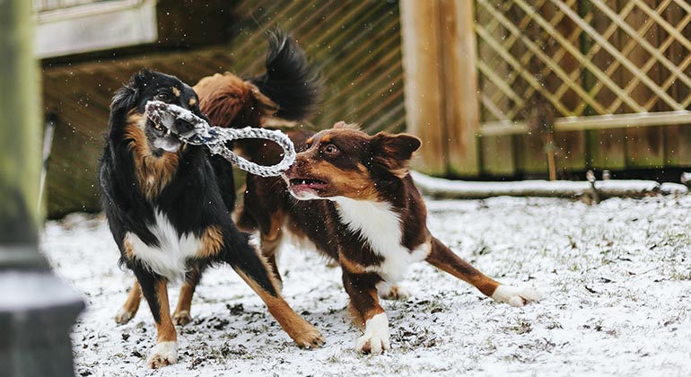 Två hundar som leker i en rastgård. Tunt lager med snö på marken.