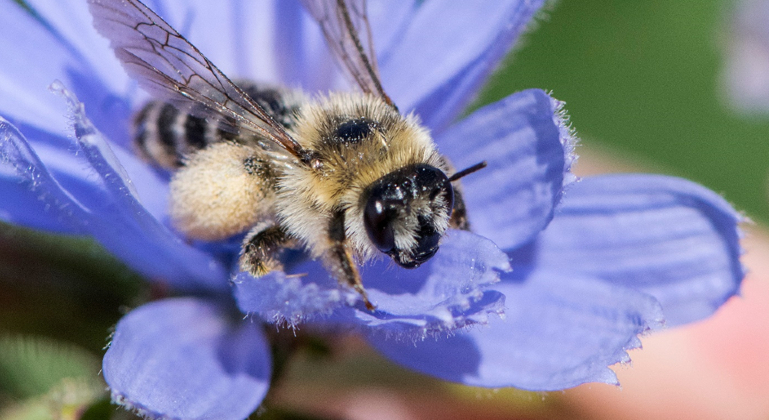 Ett bi med fluffiga, pollenfyllda ben. Redo att flyga till nästa blomma.