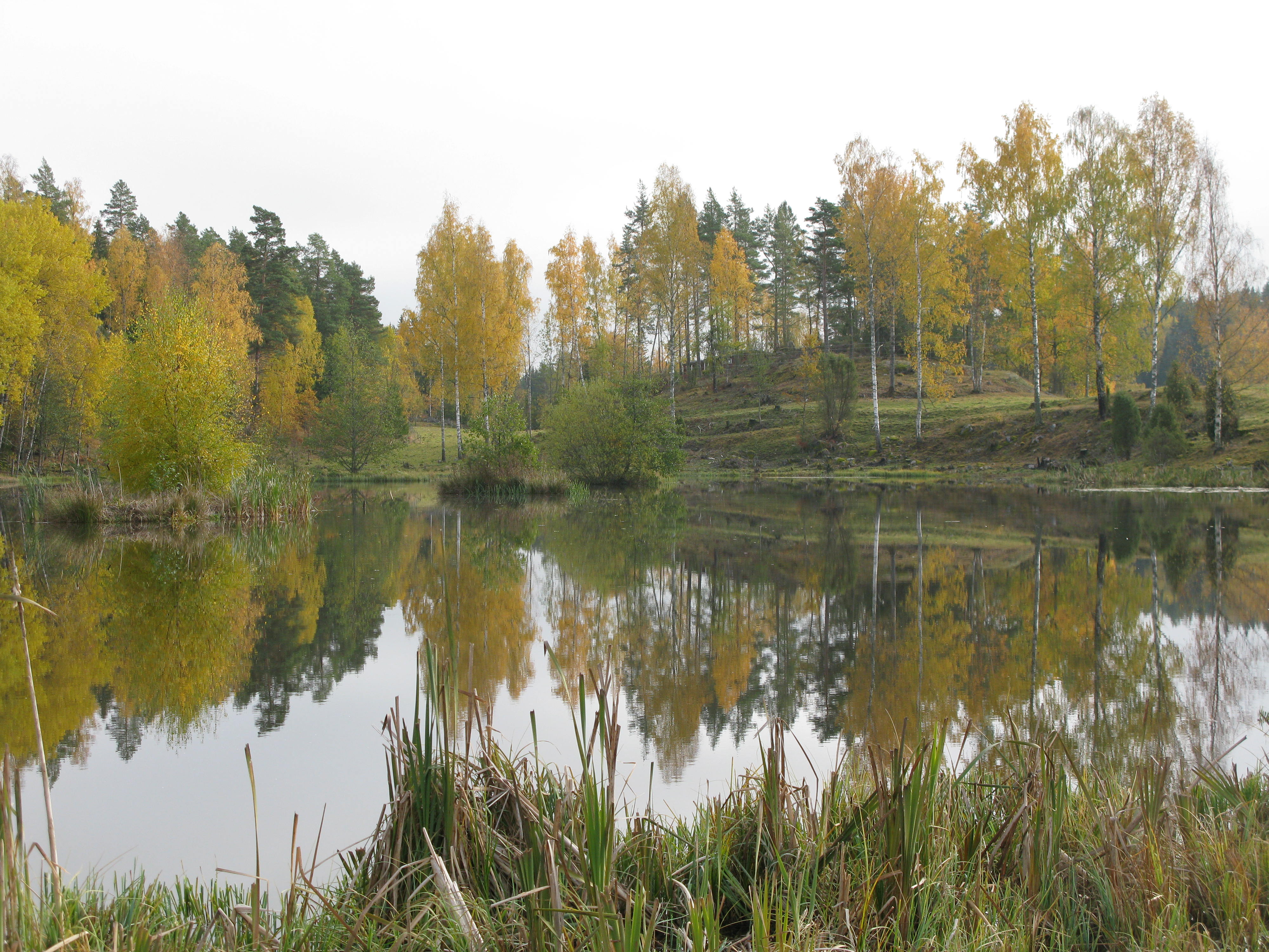 Anlagd våtmark vid Holmtorp utanför Flen. I bakgrunden en nyrestaurerad betesmark. 