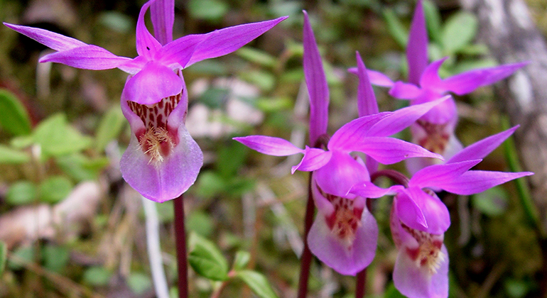 Lila små orkidéer.