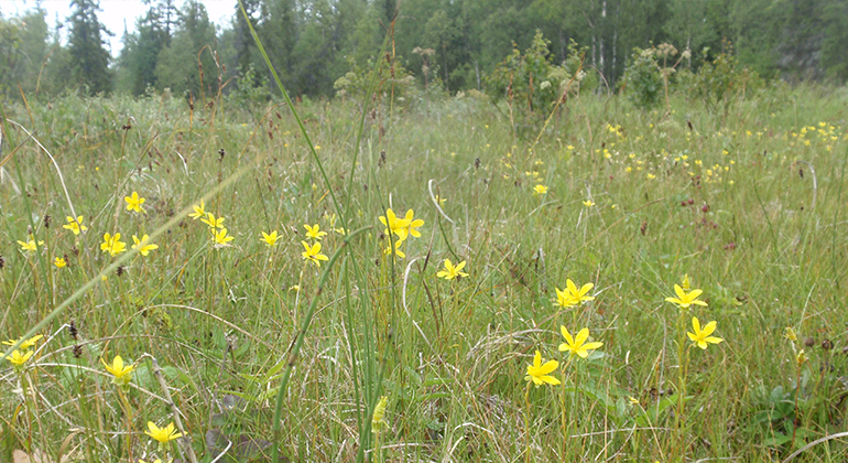 Våtmark där det växer gula blommor.