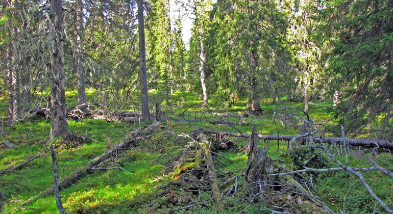 Bilden visar en fjällnära granskog där det också finns träd som självdött och ger mat och livsrum åt flera arter. Foto: Länsstyrelsen Norrbotten.