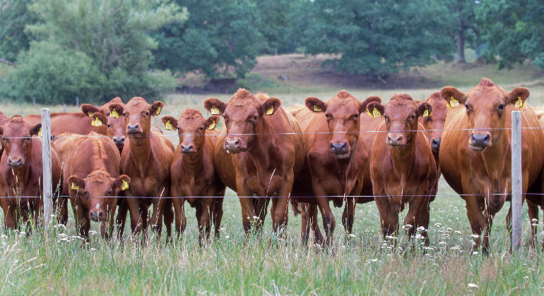 Kor av rasen rödkullor bakom ett stängsel.